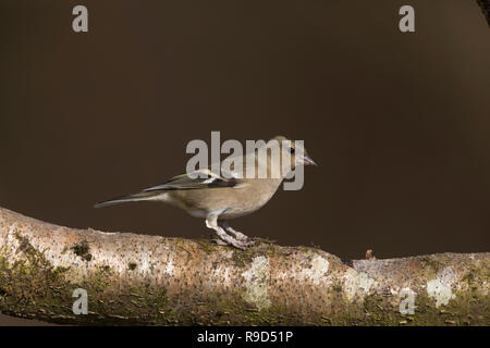 Chaffinch Fringilla coelebs Femme célibataire ; Cornwall, UK Banque D'Images