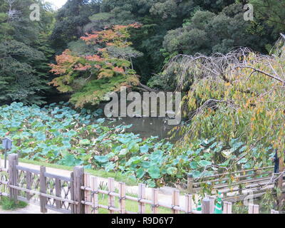 Photo Le Jardin Korakuen à Okayama, l'un des trois grands jardins du Japon ; clôture bambou, feuillage de l'automne, les plantes dans l'étang de lotus Banque D'Images