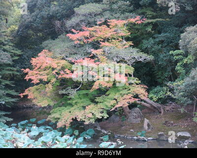 Photo Le Jardin Korakuen à Okayama, l'un des trois grands jardins du Japon ; feuilles d'érable commence à peine à tourner dans le soleil d'automne Banque D'Images