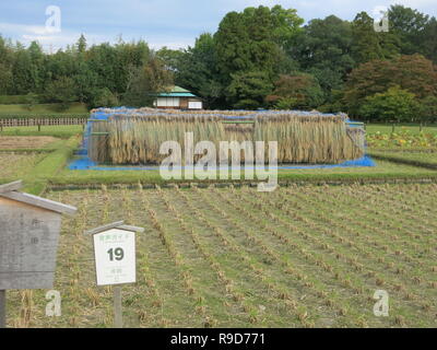 Photo Le Jardin Korakuen à Okayama, l'un des trois grands jardins du Japon ; grande structure pour le séchage à côté du Seiden rizières Banque D'Images