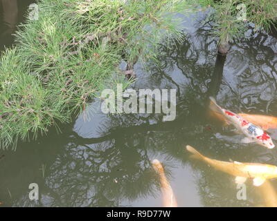 Photo Le Jardin Korakuen à Okayama, l'un des trois grands jardins du Japon ; carpes koï nager entre les réflexions de pins dans l'un des nombreux étangs Banque D'Images