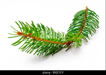 Petite branche de l'arbre de Noël (Picea abies, sapin, épicéa) faux. Isolé sur fond blanc. Banque D'Images