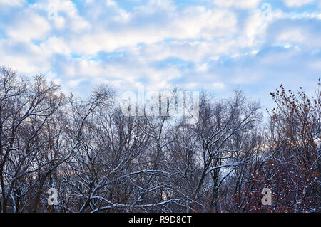 Branches sans feuilles de neige contre le ciel bleu avec des nuages Banque D'Images