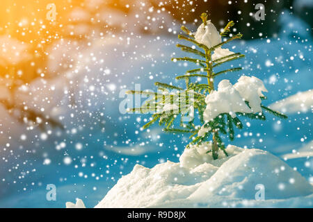 Les jeunes offres sapin avec les aiguilles vertes couvertes de neige profonde et de la gelée blanche et de grands flocons sur l'espace de copie couleur bleu flou l'arrière-plan. Banque D'Images