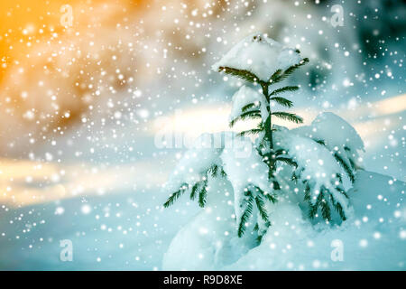 Les jeunes offres sapin avec les aiguilles vertes couvertes de neige profonde et de la gelée blanche et de grands flocons sur l'espace de copie couleur bleu flou l'arrière-plan. Banque D'Images