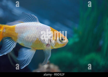 Un poisson d'or de natation dans l'eau de l'aquarium bleu Banque D'Images