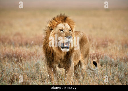 Grand lion mâle, le Parc National du Serengeti, UNESCO World Heritage site, Tanzania, Africa Banque D'Images