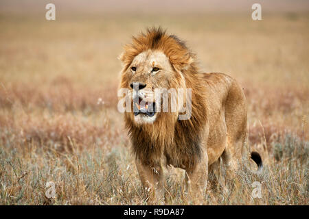 Grand lion mâle, le Parc National du Serengeti, UNESCO World Heritage site, Tanzania, Africa Banque D'Images