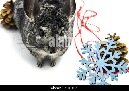 Un joli gris chinchilla élégant se trouve à côté des perles rouges sur un fond bleu flocons et сhristmas tree cone, préparation pour les vacances et la n Banque D'Images