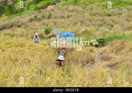 Les terrasses de riz de Batad, Province d'Ifugao, Cordillera, Luzon, Philippines, Asie, Asie du Sud, UNESCO World Heritage Banque D'Images
