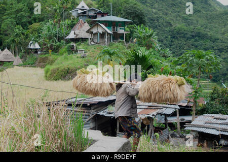Les terrasses de riz de Batad, Province d'Ifugao, Cordillera, Luzon, Philippines, Asie, Asie du Sud, UNESCO World Heritage Banque D'Images