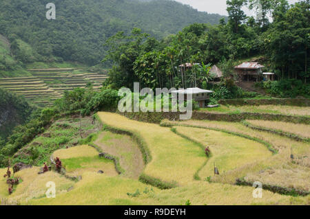 Les terrasses de riz de Batad, Province d'Ifugao, Cordillera, Luzon, Philippines, Asie, Asie du Sud, UNESCO World Heritage Banque D'Images