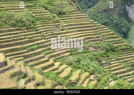 Les terrasses de riz de Batad, Province d'Ifugao, Cordillera, Luzon, Philippines, Asie, Asie du Sud, UNESCO World Heritage Banque D'Images