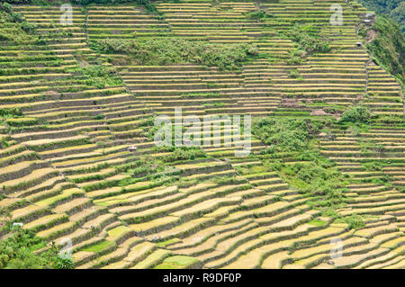 Les terrasses de riz de Batad, Province d'Ifugao, Cordillera, Luzon, Philippines, Asie, Asie du Sud, UNESCO World Heritage Banque D'Images