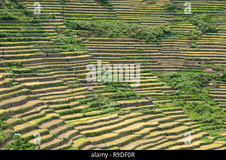 Les terrasses de riz de Batad, Province d'Ifugao, Cordillera, Luzon, Philippines, Asie, Asie du Sud, UNESCO World Heritage Banque D'Images