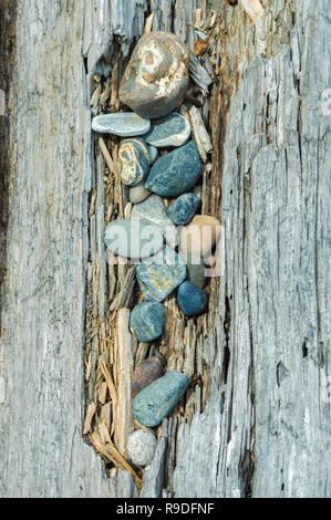 Plage de galets arrondis bleu en taris driftwood beach sur journal. Plage de la tour, le parc régional Pacific Spirit, British Columbia, Canada. Banque D'Images