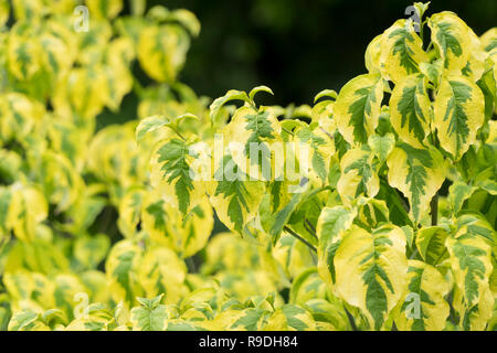 Close-up d'une broche arbuste à feuilles vert-jaune (Euonymus) Banque D'Images