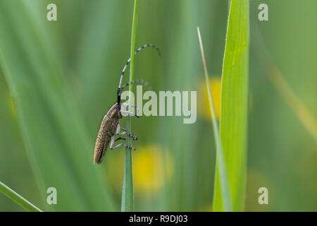 Le longicorne d'or gris fleuri ; Agapanthia villosoviridescens Norfolk UK Banque D'Images