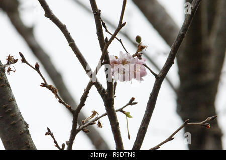 Tokyo, Japon. Dec 23, 2018. Floraison des Cerisiers sont vus de l'Impérial Palace. Les gens se rassemblent pour célébrer l'anniversaire de l'empereur Akihito au palais impérial, sa dernière dans ses 30 années de règne. Akihito est situé à abdiquer le 30 avril prochain, pour être remplacé par son fils aîné, le Prince héritier Naruhito, le 1 mai. Credit : Rodrigo Reyes Marin/ZUMA/Alamy Fil Live News Banque D'Images