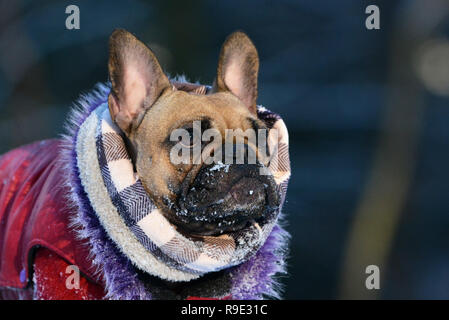 Chien Bouledogue Français fauve avec écharpe et manteau de fourrure d'hiver avec de la neige sur le museau Banque D'Images