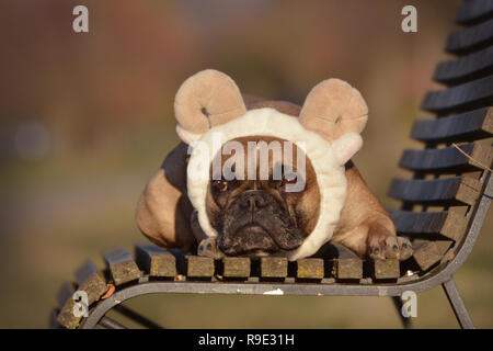 Chien Bouledogue Français fauve avec des moutons les oreilles et serre-tête cornes situées sur un banc de costumes Banque D'Images