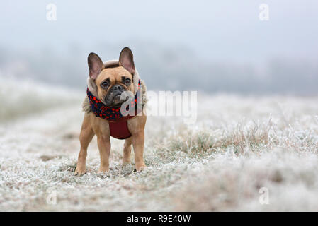 Bouledogue Français fauve cute girl in winter clothes debout sur un champ d'hiver givré blanc Banque D'Images