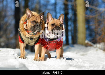 Deux chien Bouledogue Français fauve portant des vêtements chauds d'hiver paysage de neige dans Banque D'Images