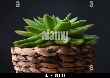 Echeveria Agavoides de plante succulente en pot de fleurs en face de fond sombre Banque D'Images