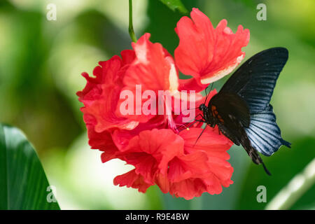 Memnon mâle papillon sur une fleur d'hibiscus rouge - grand mormon swallowtail butterfly - grand noir papillon sur fleur mauve, fleur de la famille des Malvacées Banque D'Images