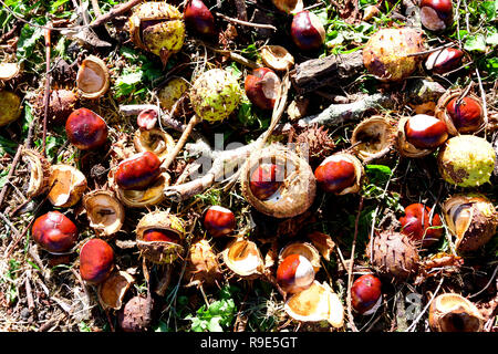 Châtaignes (Castanea sativa) étendue sur le sol en automne, West Sussex, Angleterre, Royaume-Uni Banque D'Images