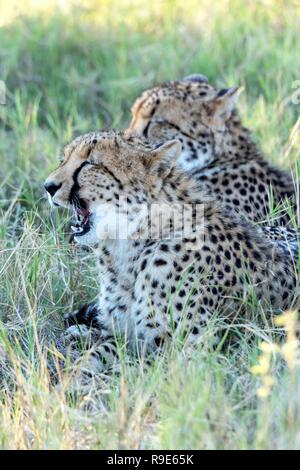 Guépard d'Afrique du sud-est d'oursons (Acinonyx jubatus) au Botswana, l'Afrique Banque D'Images