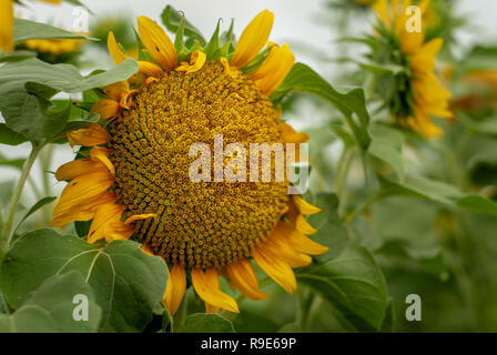 Les tournesols jaune vif en pleine floraison Banque D'Images