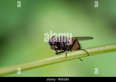 Seul fruit fly avec fond vert Banque D'Images
