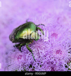 Bettle Cetonia aurata сloseup sur fleur pourpre Banque D'Images