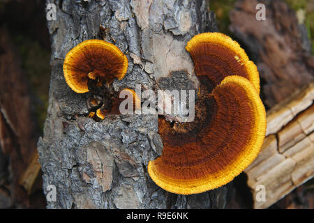 Le champignon Reishi bois orange vif sur le tronc d'un chêne Banque D'Images