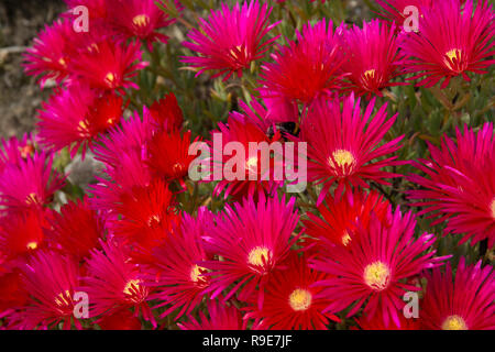 Close up de fleurs rouge vif Lampranthus Banque D'Images