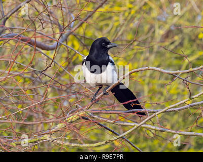 Magpie Pica pica auburn à Titchwell Norfolk Banque D'Images