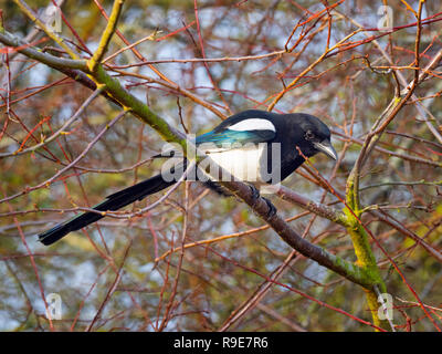 Magpie Pica pica auburn à Titchwell Norfolk Banque D'Images