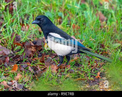 Magpie Pica pica auburn à Titchwell Norfolk Banque D'Images