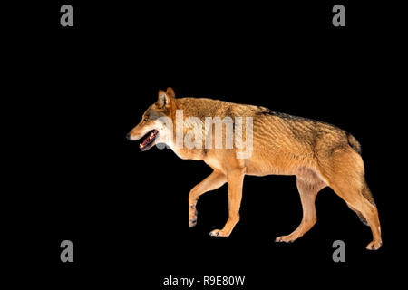 Le loup dans la course sur un fond noir Banque D'Images