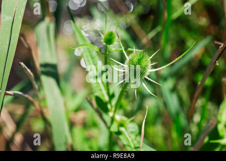 Gros plan d'une fleur de chardon Marie (Silybum marianum) dans l'apparition de scène devant un fond vert naturel brouillée avec capteur optique bohey dans backli Banque D'Images