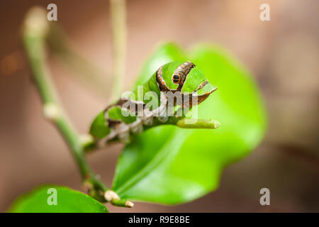 Vue de plein-corps de la chenille du papillon Papillon Paon vert (lat . : Actias luna) assis sur une tige feuilles érodées. Banque D'Images