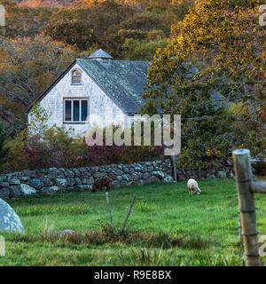 Charmante ferme de moutons, Chilmark, Martha's Vineyard, Massachusetts, USA. Banque D'Images