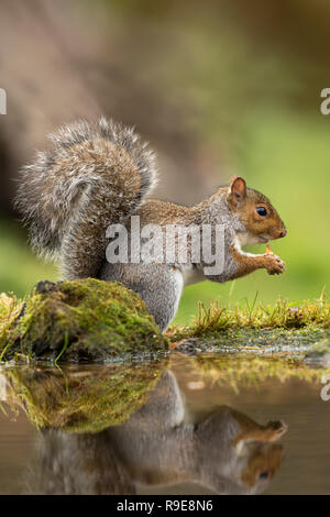 L'écureuil gris Sciurus carolinensis ; manger au seul étang Cornwall ; UK Banque D'Images