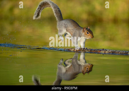 L'écureuil gris Sciurus carolinensis ; seul l'atterrissage d'un saut Cornwall ; UK Banque D'Images