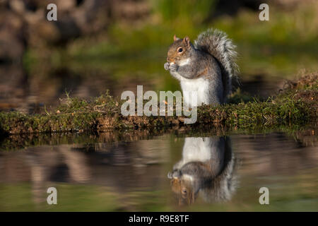 L'écureuil gris Sciurus carolinensis ; seule la consommation de l'eau à côté de Cornwall ; UK Banque D'Images