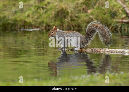 L'écureuil gris Sciurus carolinensis ; seule l'eau à Cornwall, UK Banque D'Images