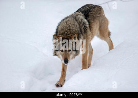 Loup gris Canis lupus ; seule la Finlande en captivité Banque D'Images