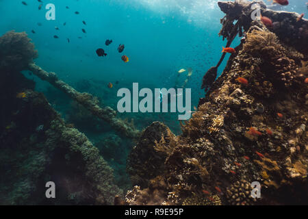 Freediver et barrière de corail avec des poissons près de wreckship Banque D'Images