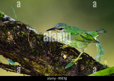 Shining-honeycreeper dans le nord du Costa Rica Banque D'Images